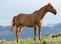 Horse.png
