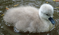 Signet.png