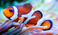 Clownfish.png