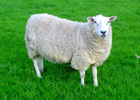 Sheep.png
