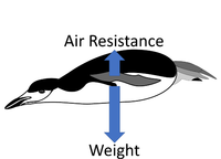 TerminalVelocity2.png
