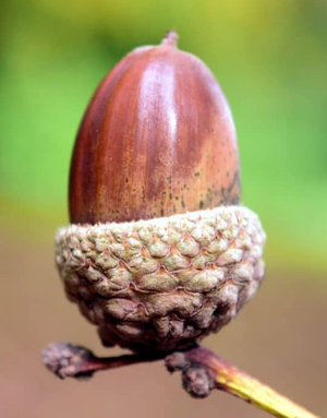Acorn.png