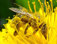 BeePollinate2.png