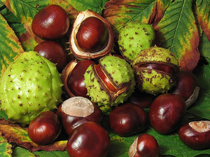 HorseChestnut.png