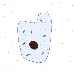 CellDiffusion3.png