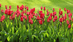 Tulip.png