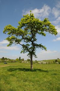 OakTree.jpg