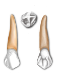 ToothCanine.png
