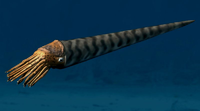 Orthoceras.png