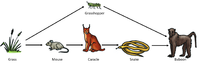 FoodWeb1.png