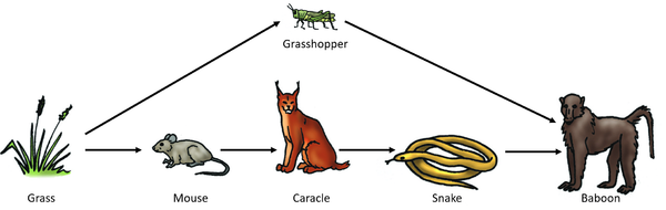 FoodWeb1.png