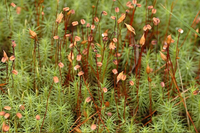Moss3.png