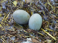 SwanEgg.png