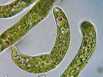 Microbe.png