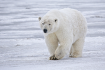 PolarBear.png