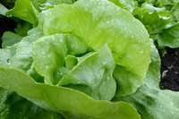 Lettuce.png
