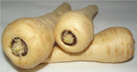 Parsnip.png