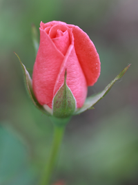 Flower.png