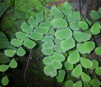 Fern3.png