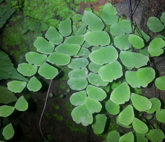 File:Fern3.png