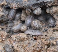 Woodlice.png