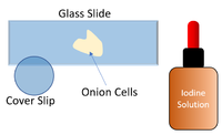 MicroscopePlantCells1.png