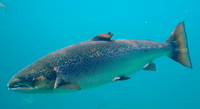 Salmon.png