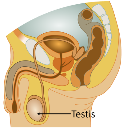 ReproductiveSystemTestis.png
