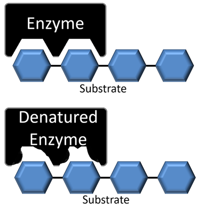 DenaturedEnzyme.png