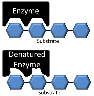 labeled enzymes lock and key