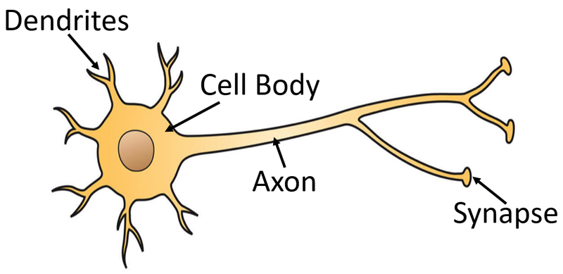 File:MotorNeuron.png