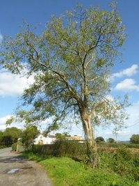 AshTree.png