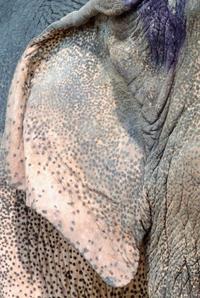 ElephantEar.png