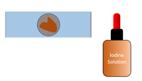 MicroscopePlantCells3.png