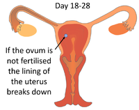 MenstrualCycleDay18-28.png