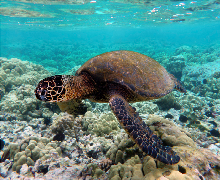 File:Turtle.png