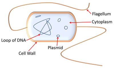 Bacteria - Key Stage Wiki