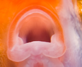 Thumbnail for version as of 07:52, 6 August 2018