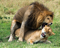 MammalsMating.png