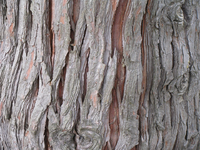 CedarBark.png