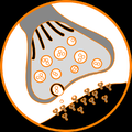 Thumbnail for version as of 11:05, 12 November 2018