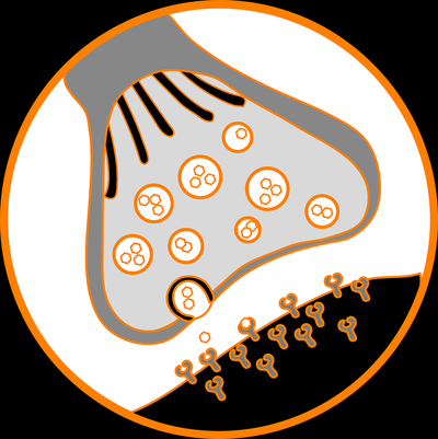 SynapseClipart.png