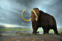 WoollyMammoth.png
