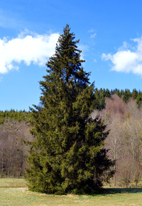 Conifer.png