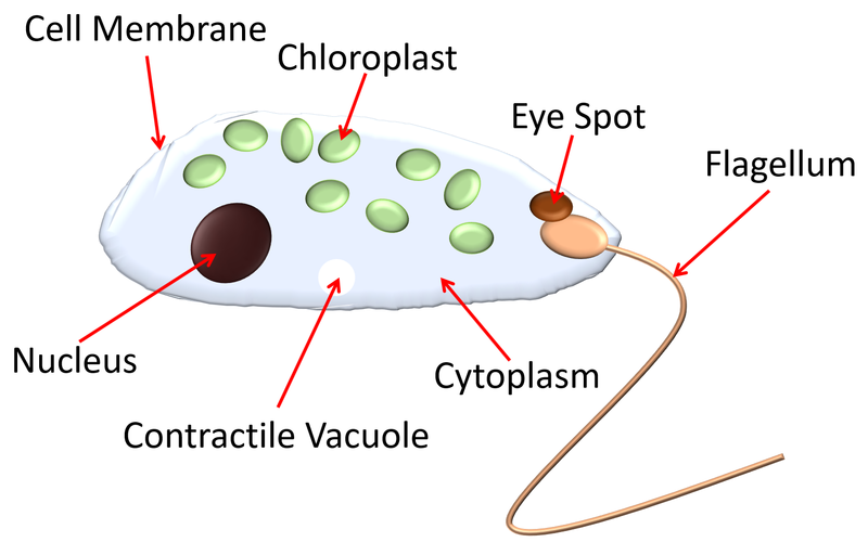 File:EuglenaDiagram.png