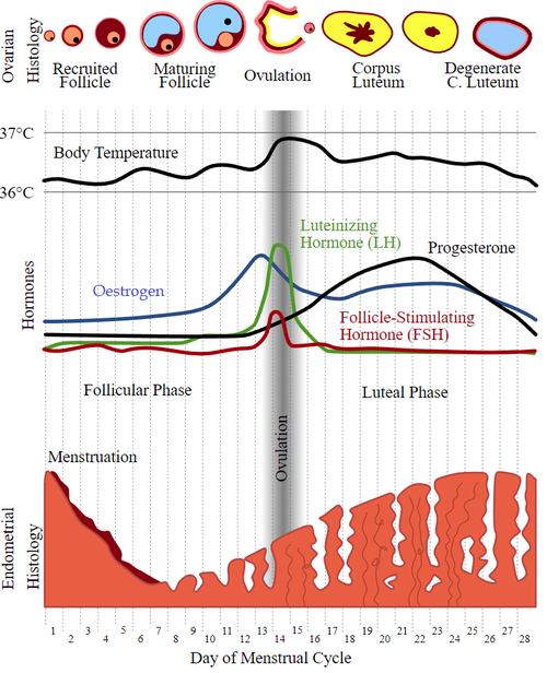 MenstrualCycleGraph2.png
