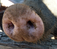 PigNose.png