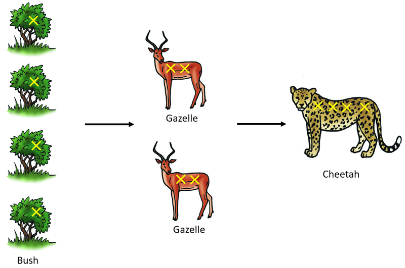 File:PoisonFoodChain.png
