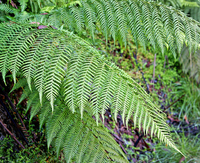 Fern2.png