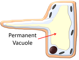 PermanentVacuole.png